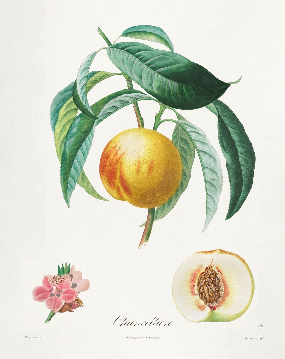 Traité des arbres fruitiers: Chancellière (1808–1835) print in high resolution by Henri-Louis Duhamel du Monceau. Original…