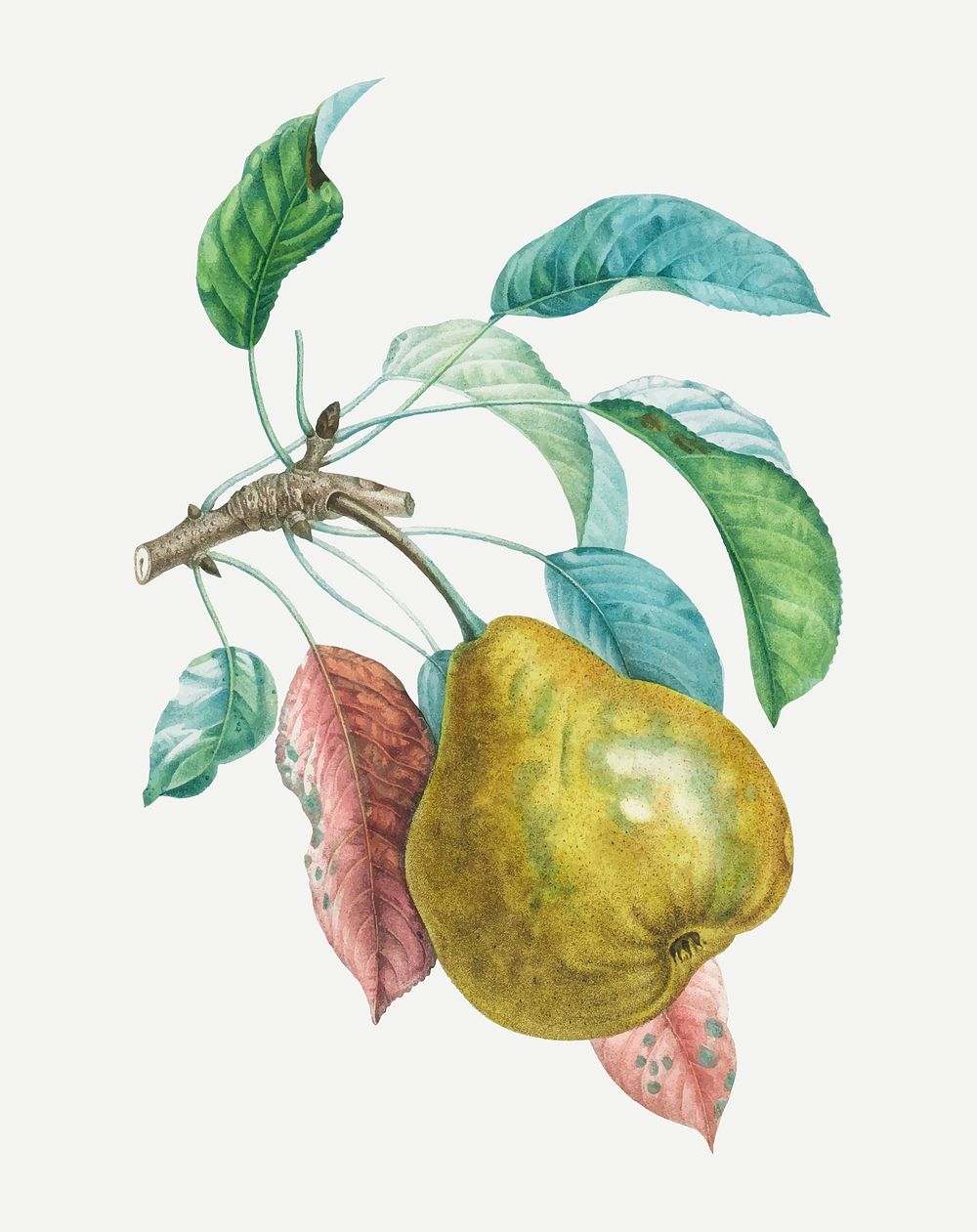 Pear vector with leaves art print, remixed from artworks by Henri-Louis Duhamel du Monceau