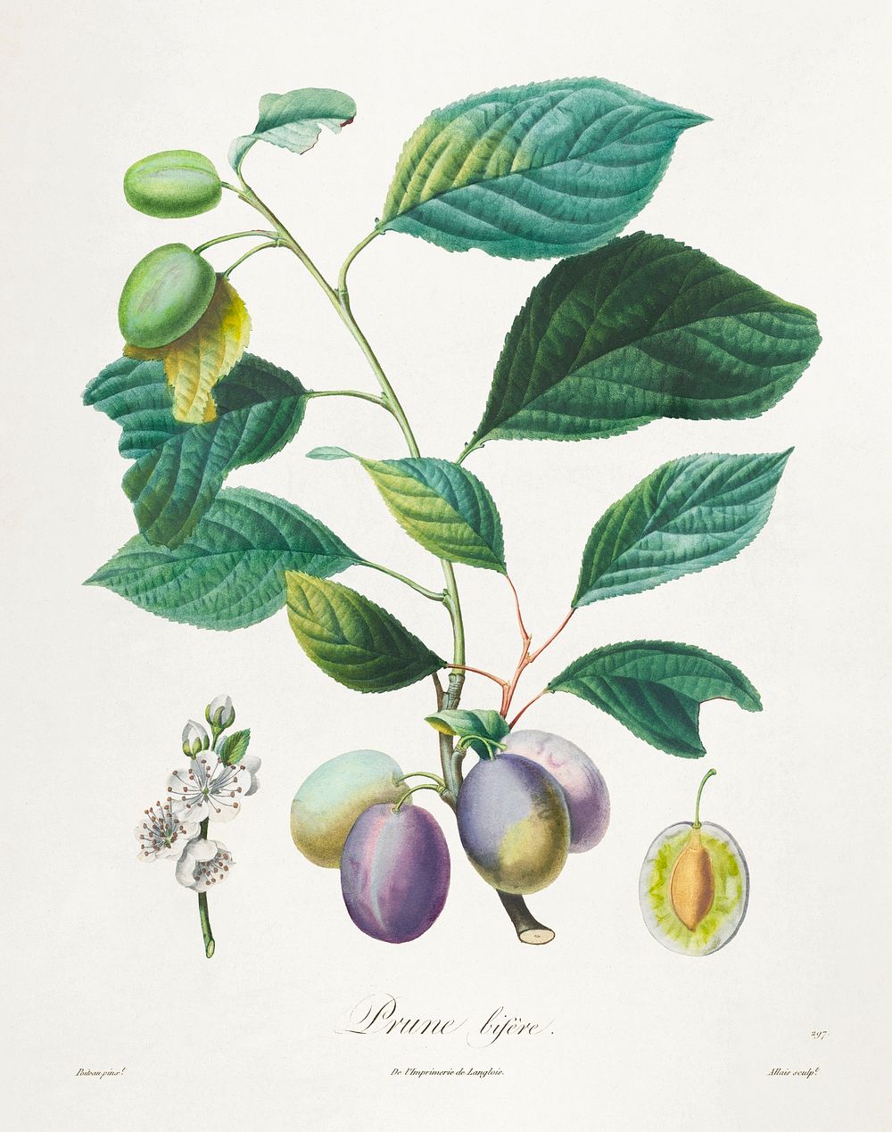 Trait&eacute; des arbres fruitiers: Prune bif&egrave;re (1808&ndash;1835) print in high resolution by Henri-Louis Duhamel du…