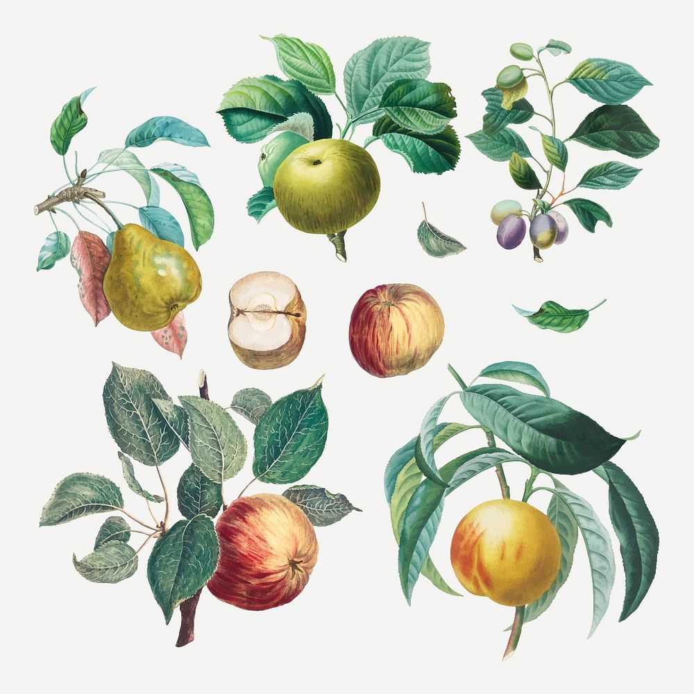 Vintage fruit vector art print set, remixed from artworks by Henri-Louis Duhamel du Monceau