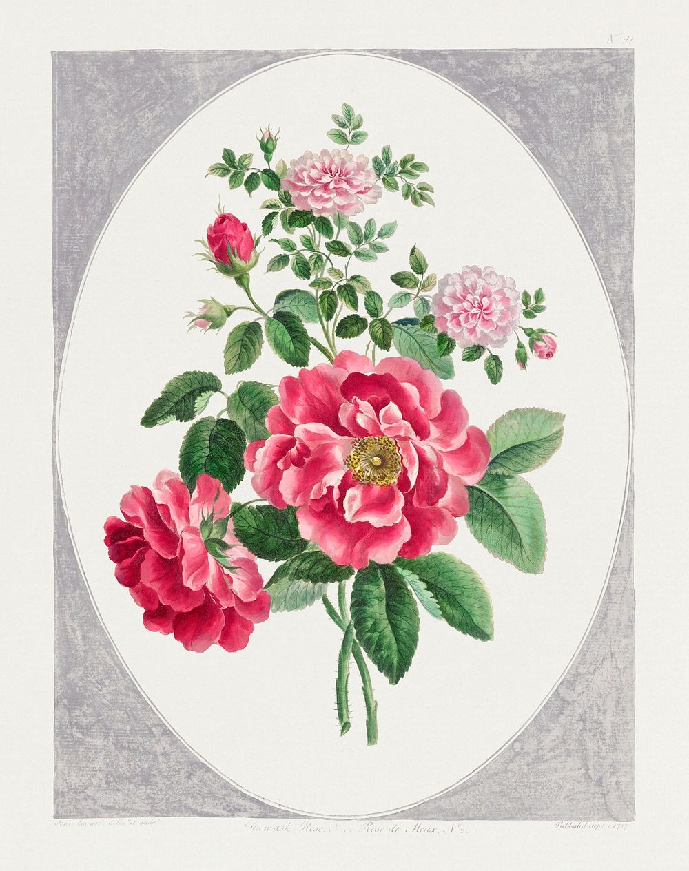 Damask Rose (1787) in high resolution by John Edwards. Original from The Minneapolis Institute of Art. Digitally enhanced by…