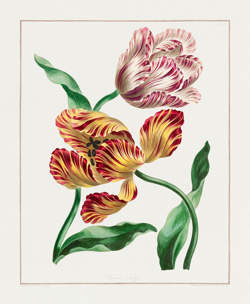 Various Tulips (1791) in high resolution by John Edwards. Original from The Minneapolis Institute of Art. Digitally enhanced…