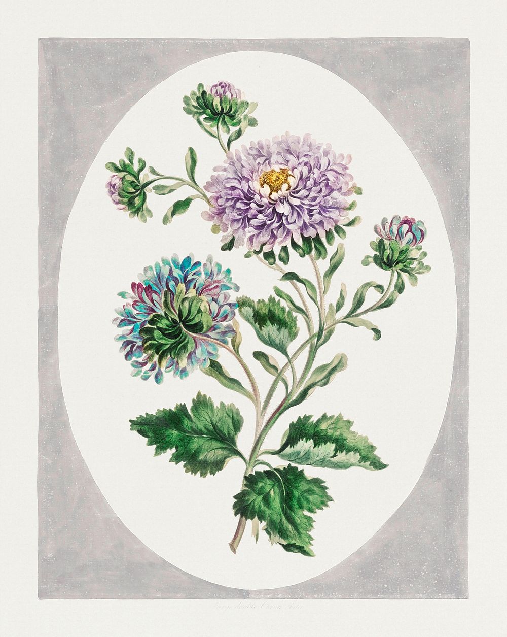 Large Double-China Aster (1793) in high resolution by John Edwards. Original from The Minneapolis Institute of Art.…
