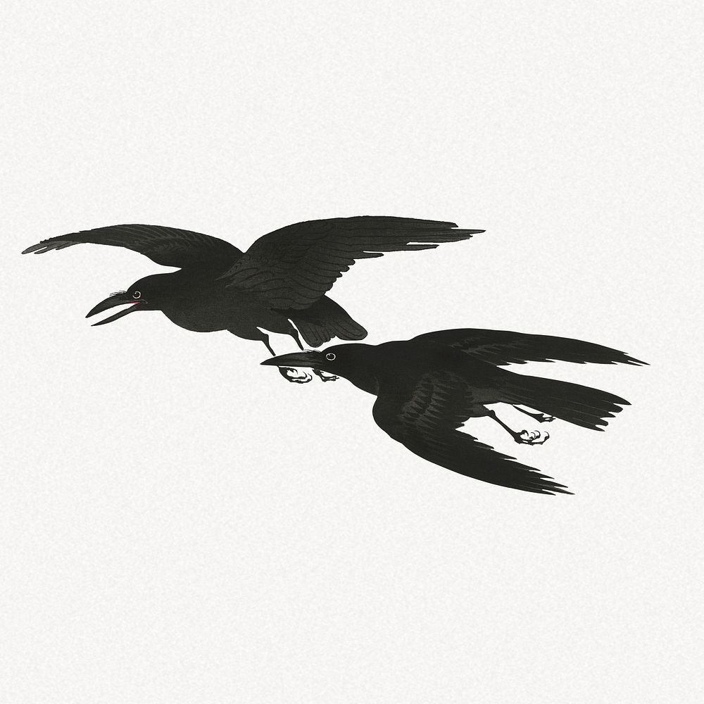 Crow collage element, black bird vintage illustration psd