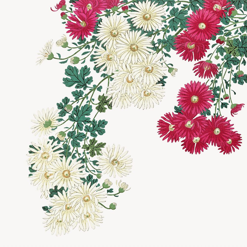 Chrysanthemums vintage illustration