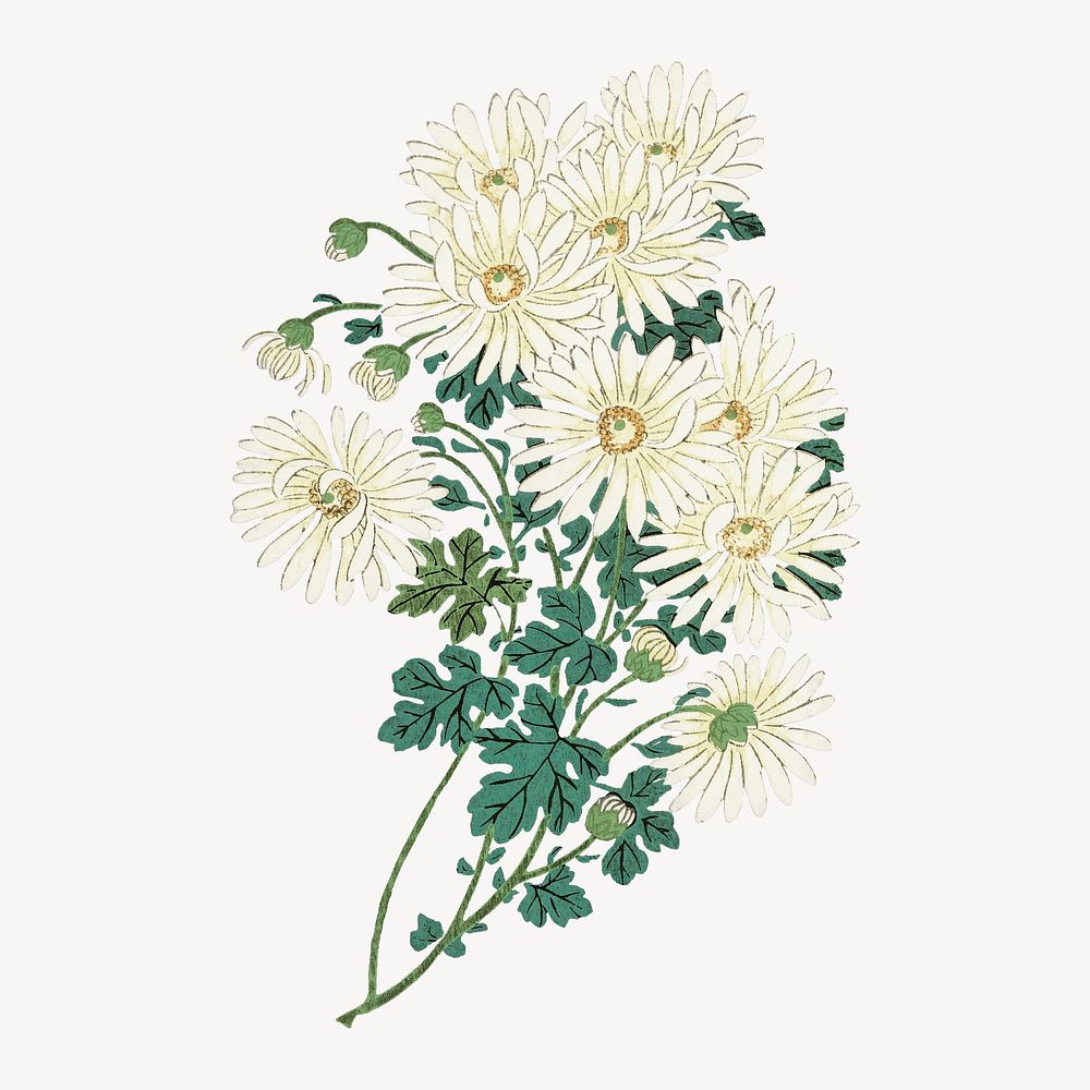 Chrysanthemums collage element, vintage illustration psd