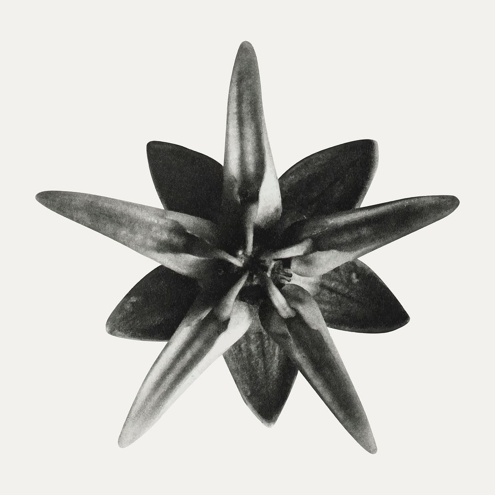 Asclepias Speciosa (Milkweed Flower) enlarged 10 times vector