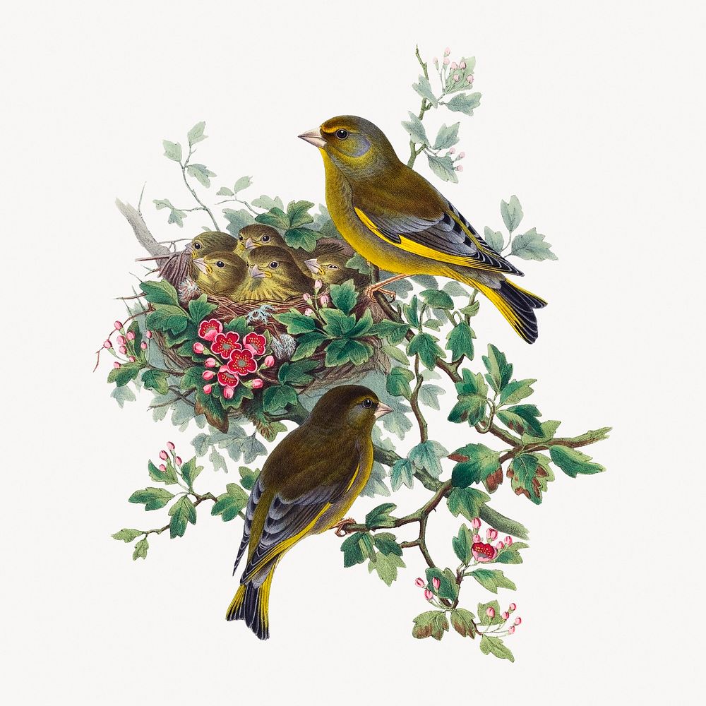 Greenfinch bird illustration, vintage artwork
