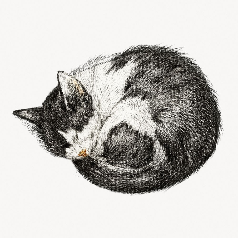 Sleeping cat vintage illustration