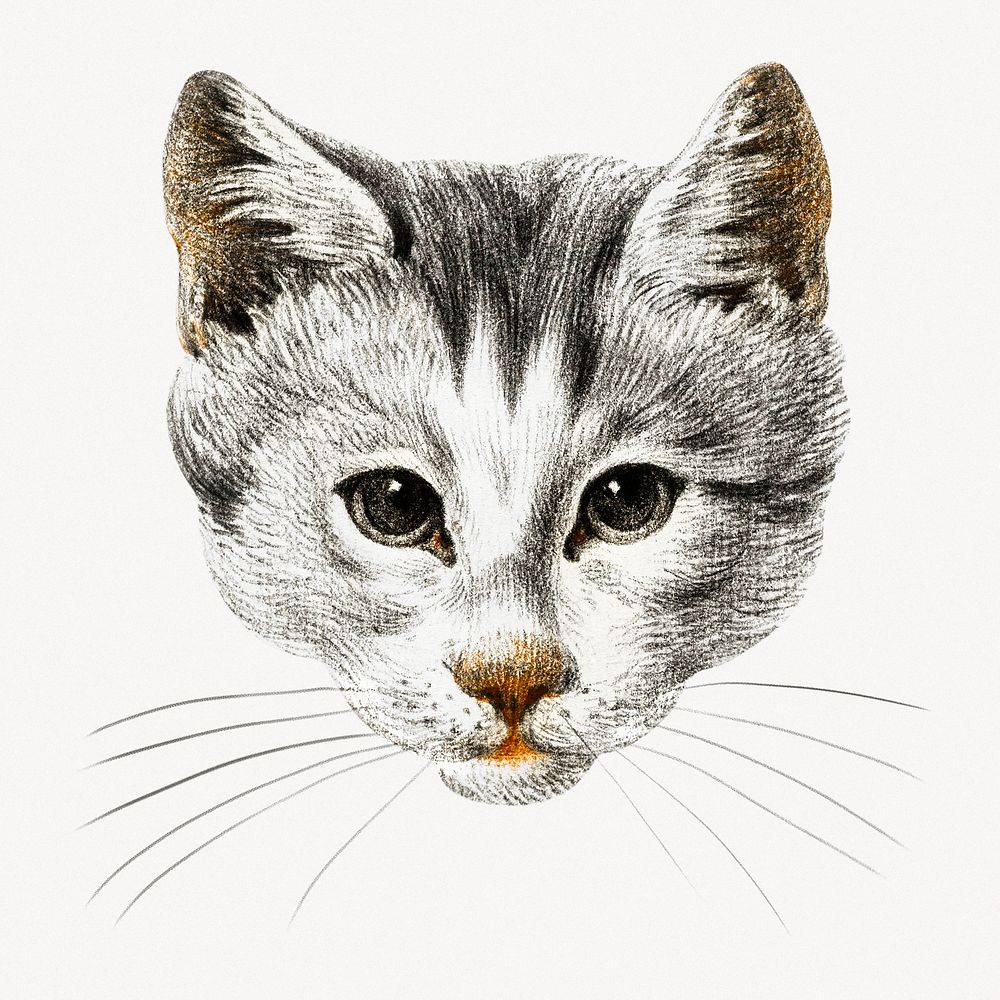 Cat's head vintage illustration