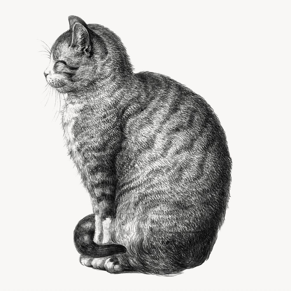 Jean Bernard's sitting cat vintage illustration