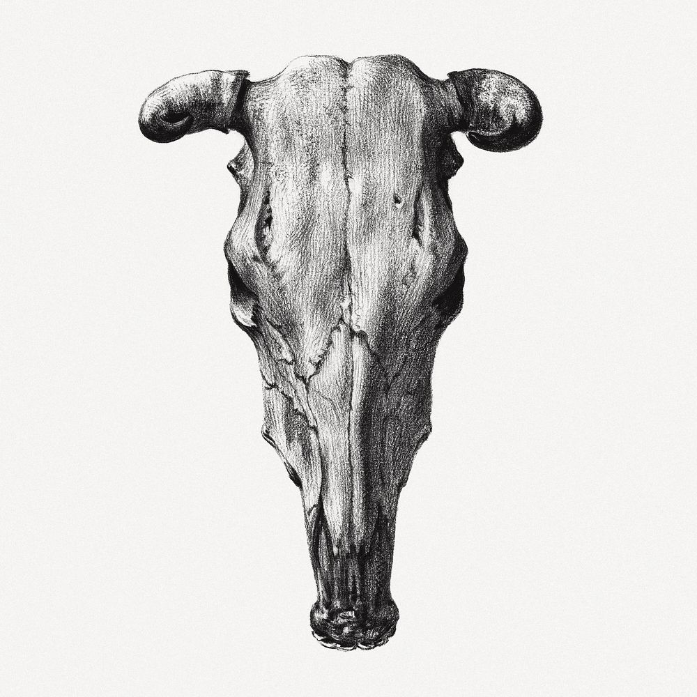 Cow skull collage element, Jean Bernard vintage illustration psd
