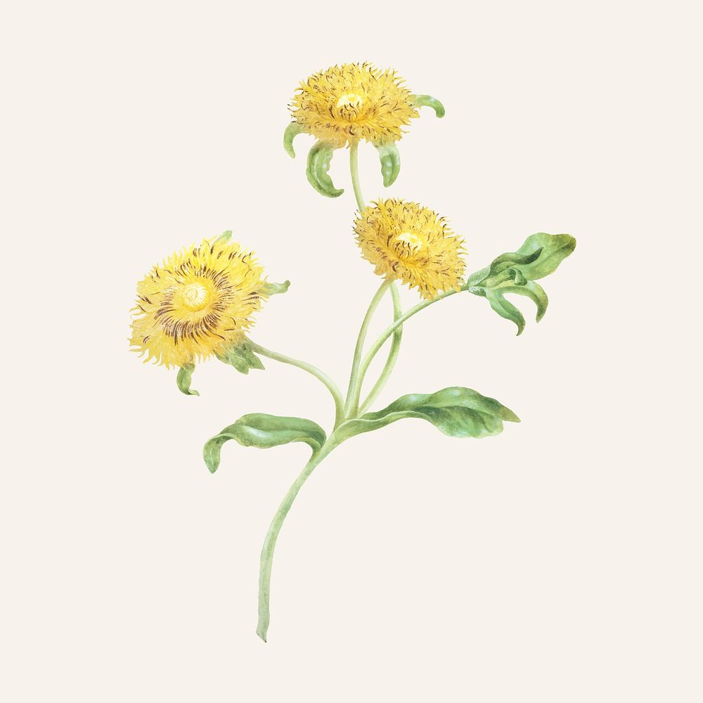Three yellow flowers botanical illustration vector