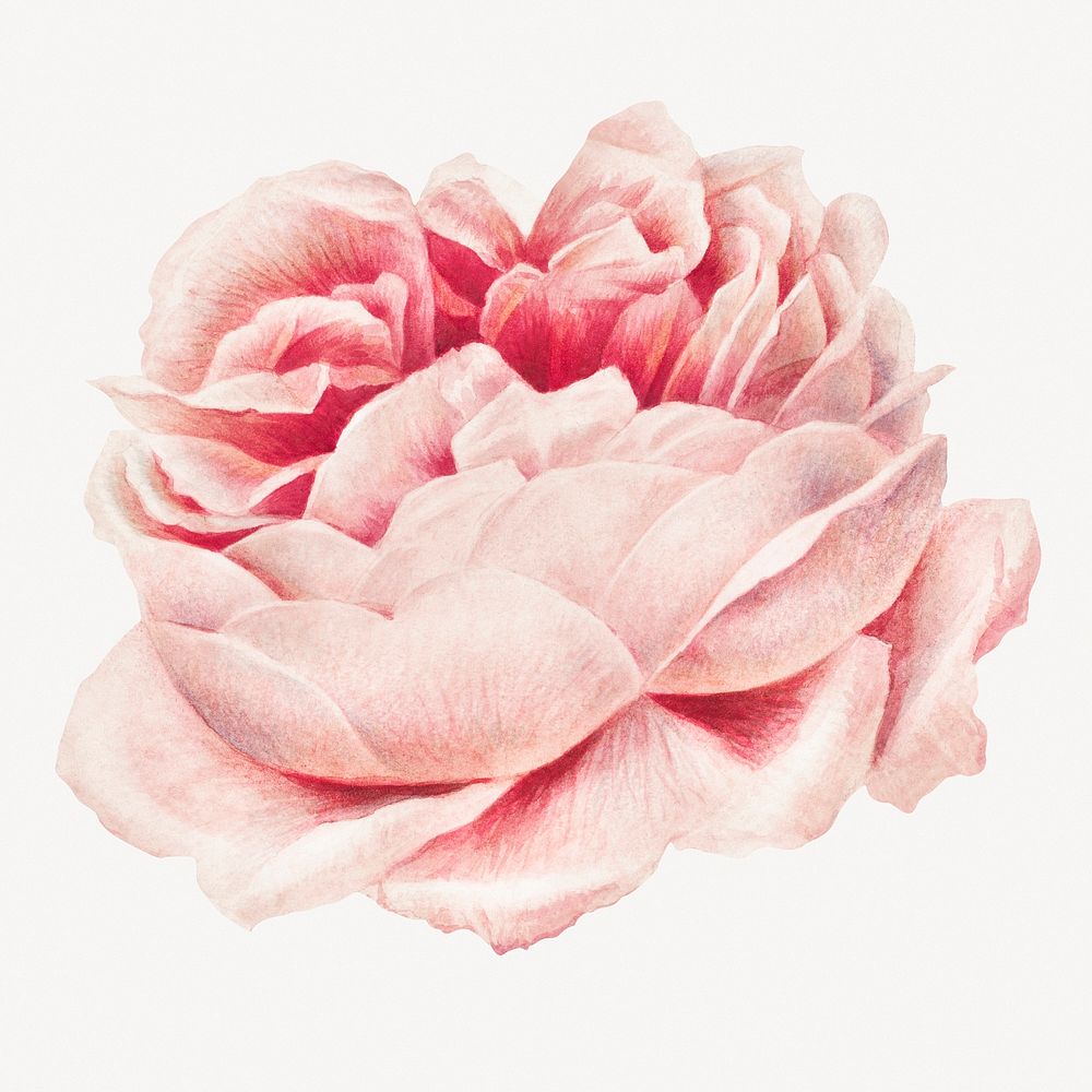 Pink rose collage element, flower vintage illustration psd