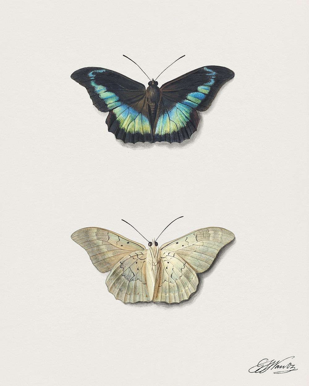 Boven- en onderaanzicht van een vlinder by Georgius Jacobus Johannes van Os (1782&ndash;1861). Original from The…