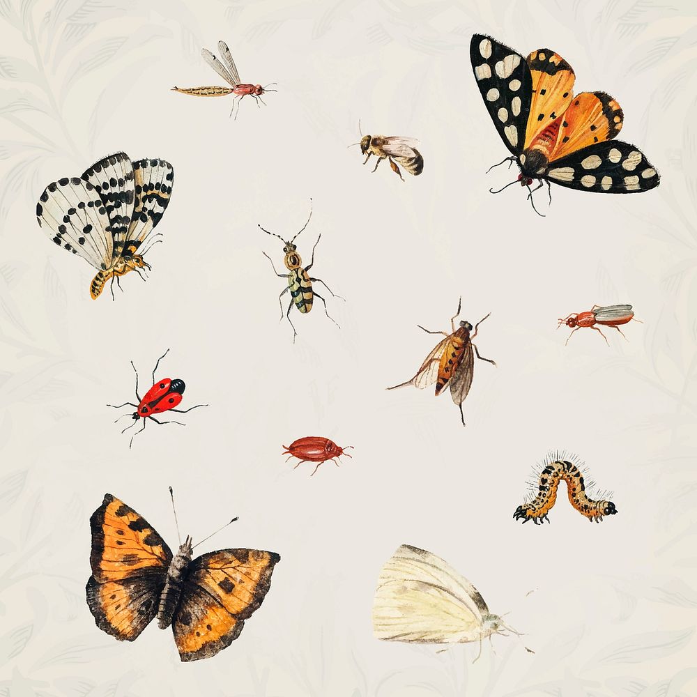 Vintage Butterfly and insect set illustration vector