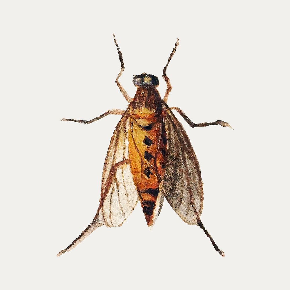 Vintage Cicada illustration vector