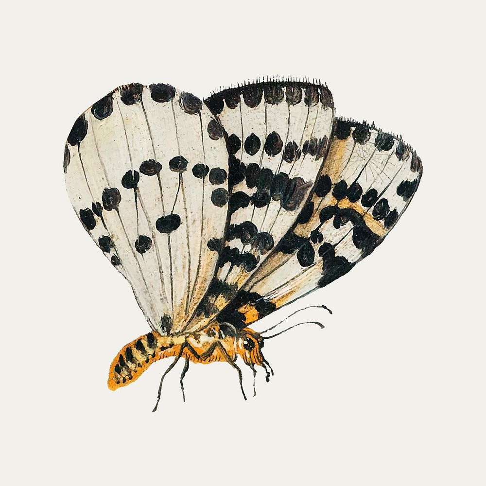 Vintage butterfly illustration vector