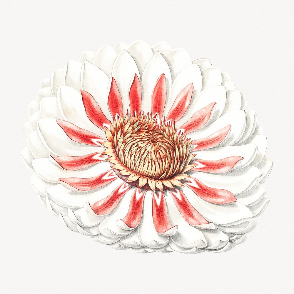 Water lily vintage illustration