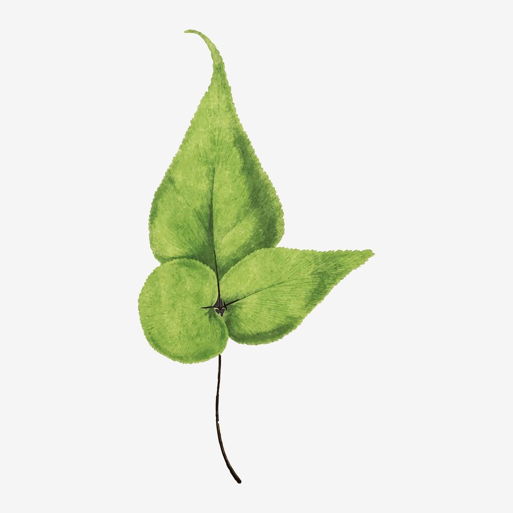 Adiantum Wilsoni fern leaf vector