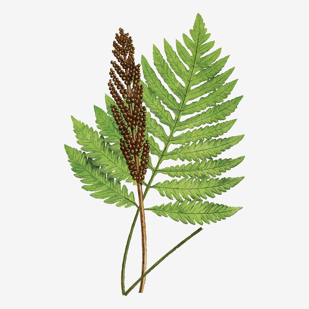 Onoclea Sensibilis (Sensitive Fern) fern leaf vector