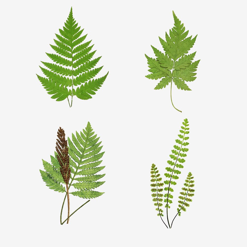 Set of vintage fern leaves vector