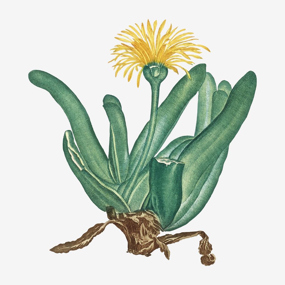 Vintage Mesembryanthemum Linguiforme vector