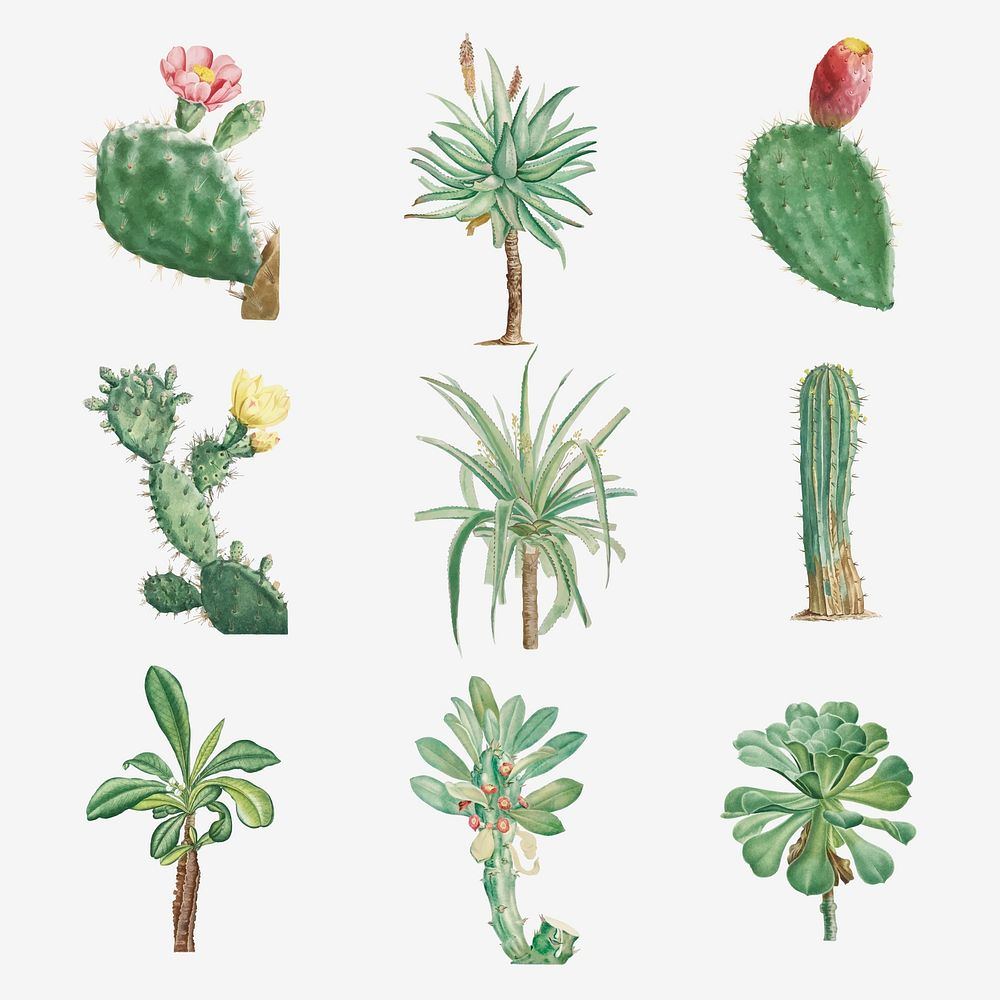 Vector set of succulents and cacti 