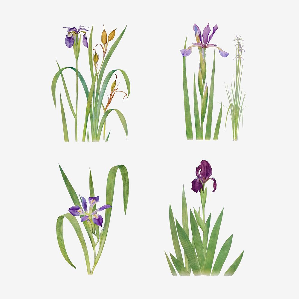 Vintage Iris flower illustration collection vector