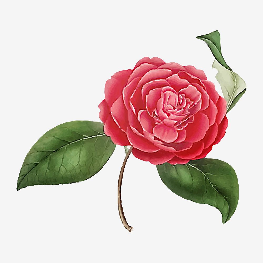 Pink Camellia rose flower vector