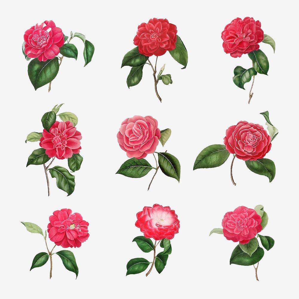 Vintage set of pink Camellia flowers vector