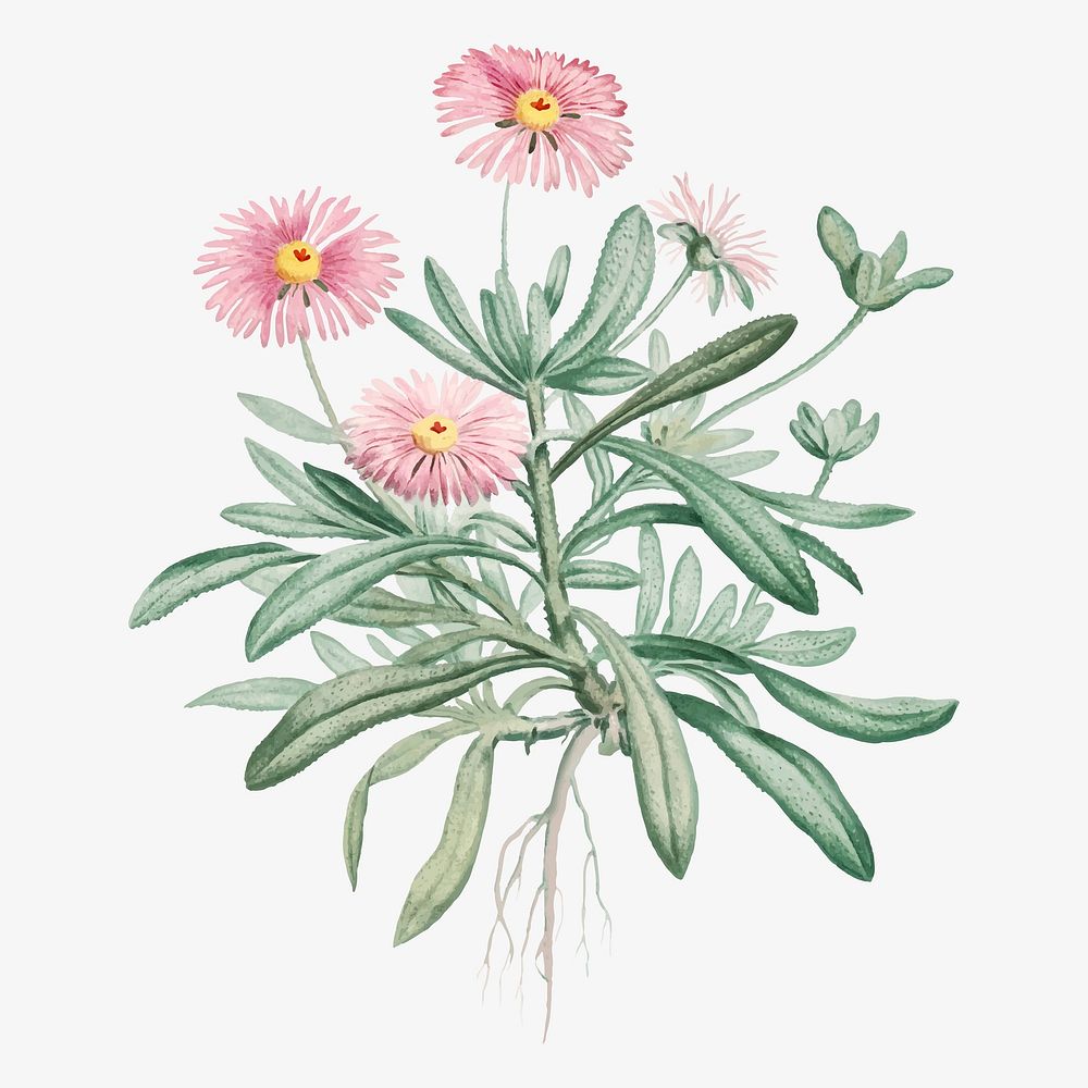 Vintage Mesembryanthemum Cuneifolium (Livingstone Daisy) illustration
