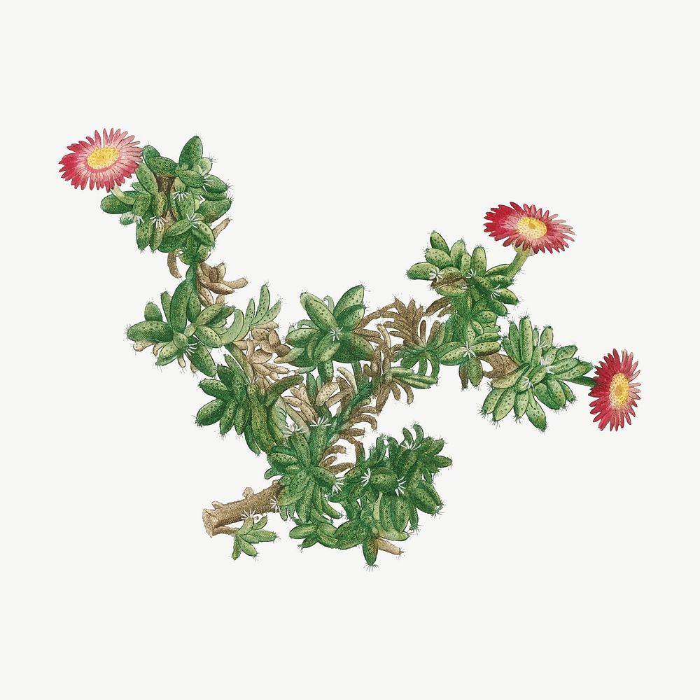 Vintage Mesembryanthemum Ftellatum (Ficoide) illustration