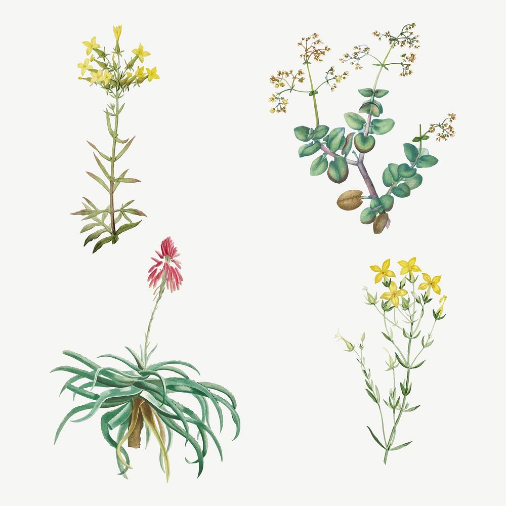 Vintage cactus and succulents botanical illustration set