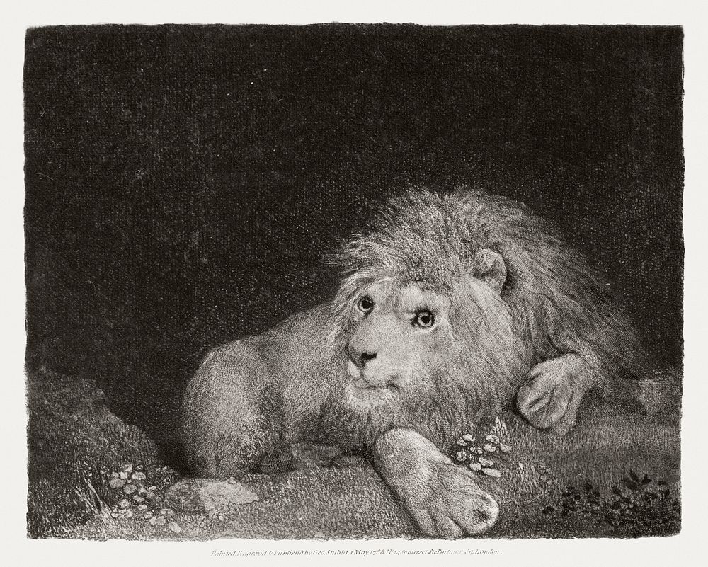 A Lion: A recumbent Lion (1788) print in high resolution by George Stubbs. Original from The Yale University Art Gallery.…