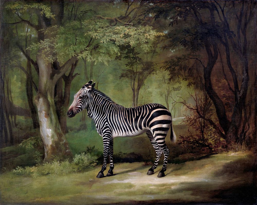 Zebra (1763) painting in high resolution by George Stubbs. Original from The Yale University Art Gallery. Digitally enhanced…