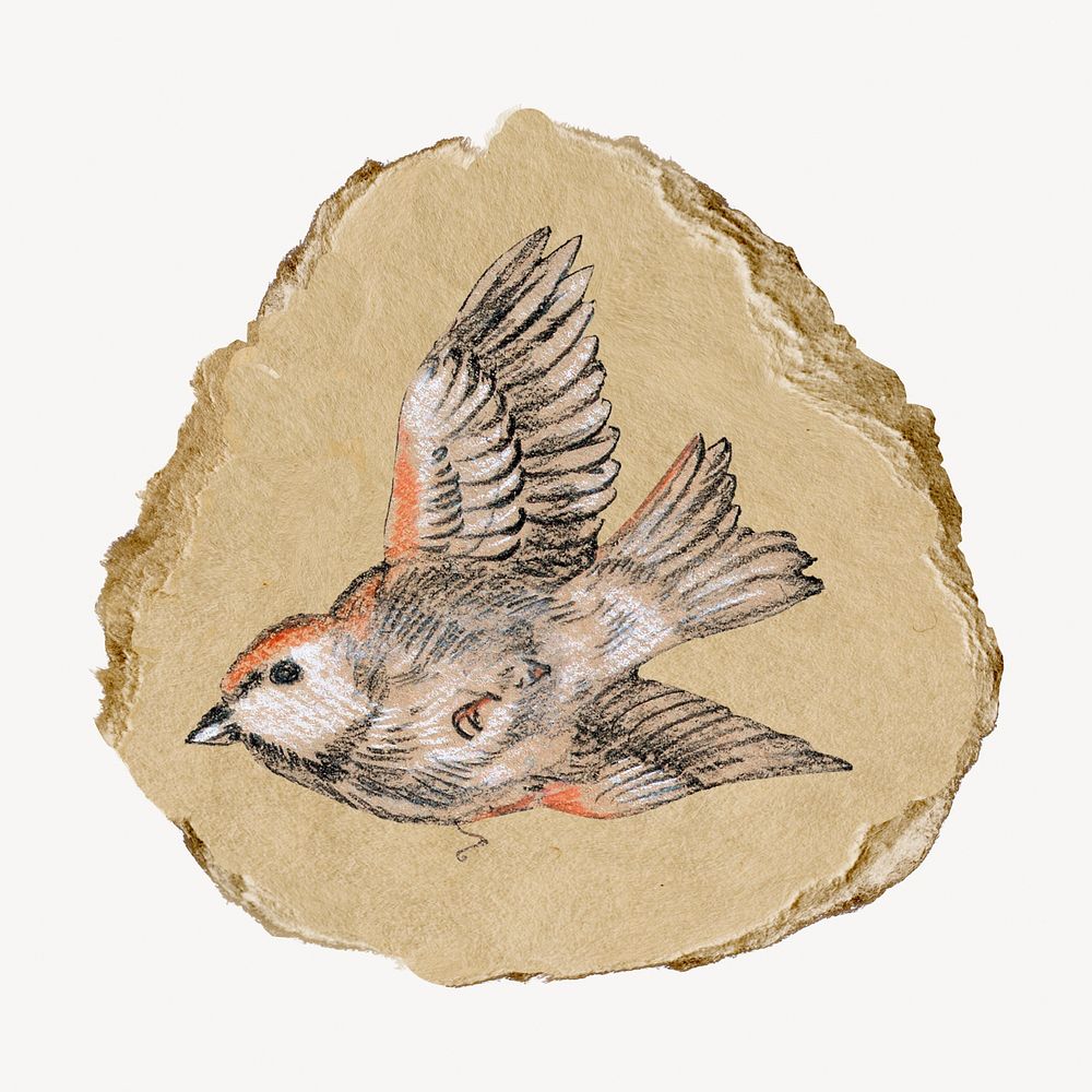 Bird illustration, vintage artwork, ripped paper badge