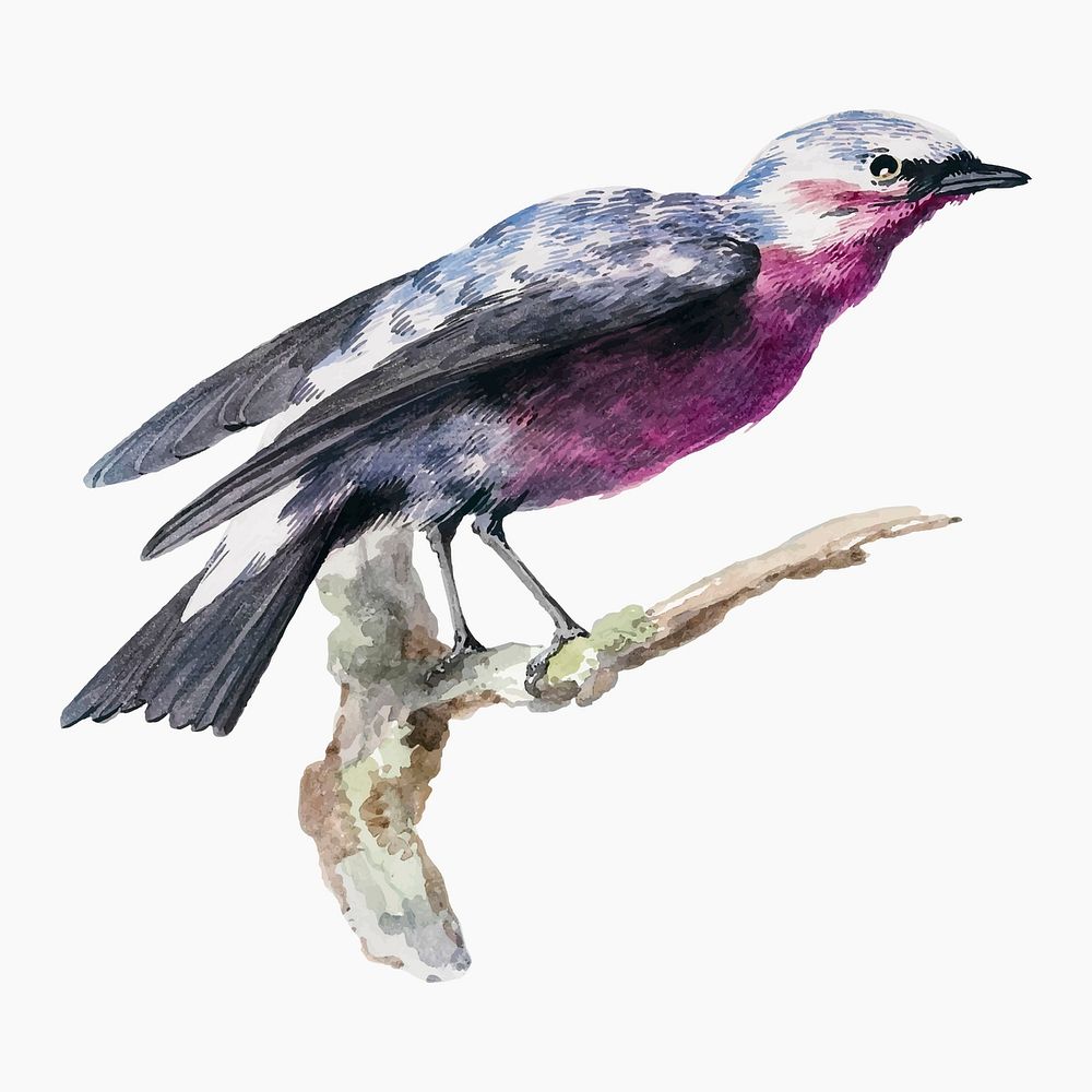 Cotinga vector bird illustration, remixed from artworks by Aert Schouman