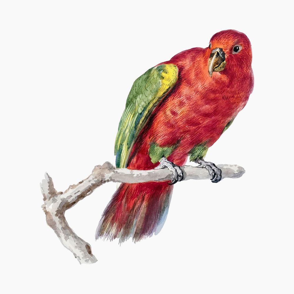 Red green parrot vector illustration, remixed from artworks by Aert Schouman