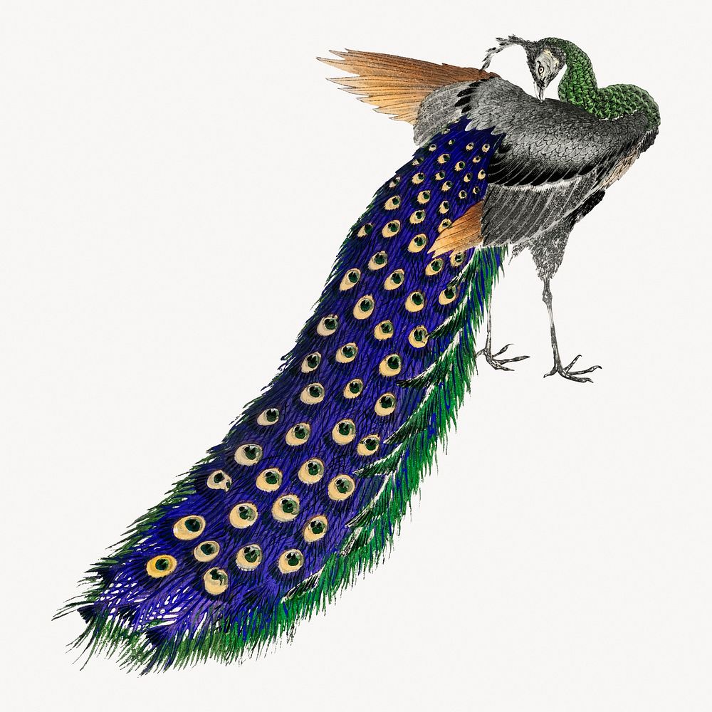 Peacock, aesthetic bird vintage illustration | Free Photo Illustration ...