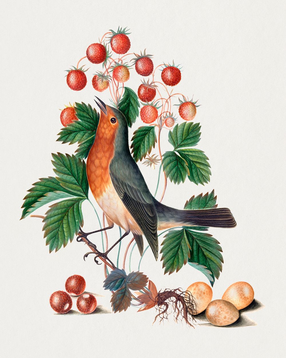 European robin and wild strawberry from the Natural History Cabinet of Anna Blackburne (1768) painting in high resolution by…