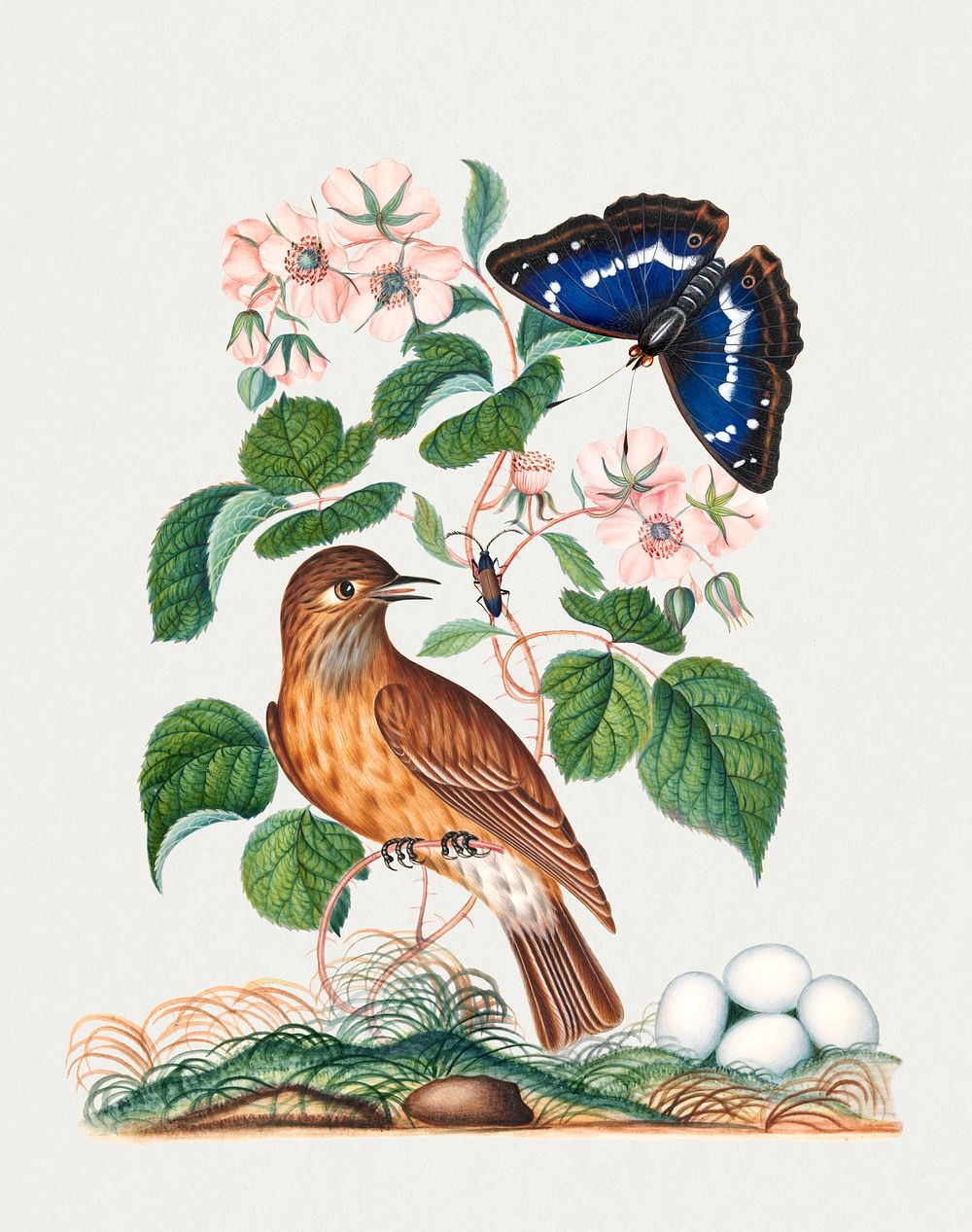 Spotted flycatcher and eggs, bramble and Purple Emperor and longhorned beetle from the Natural History Cabinet of Anna…