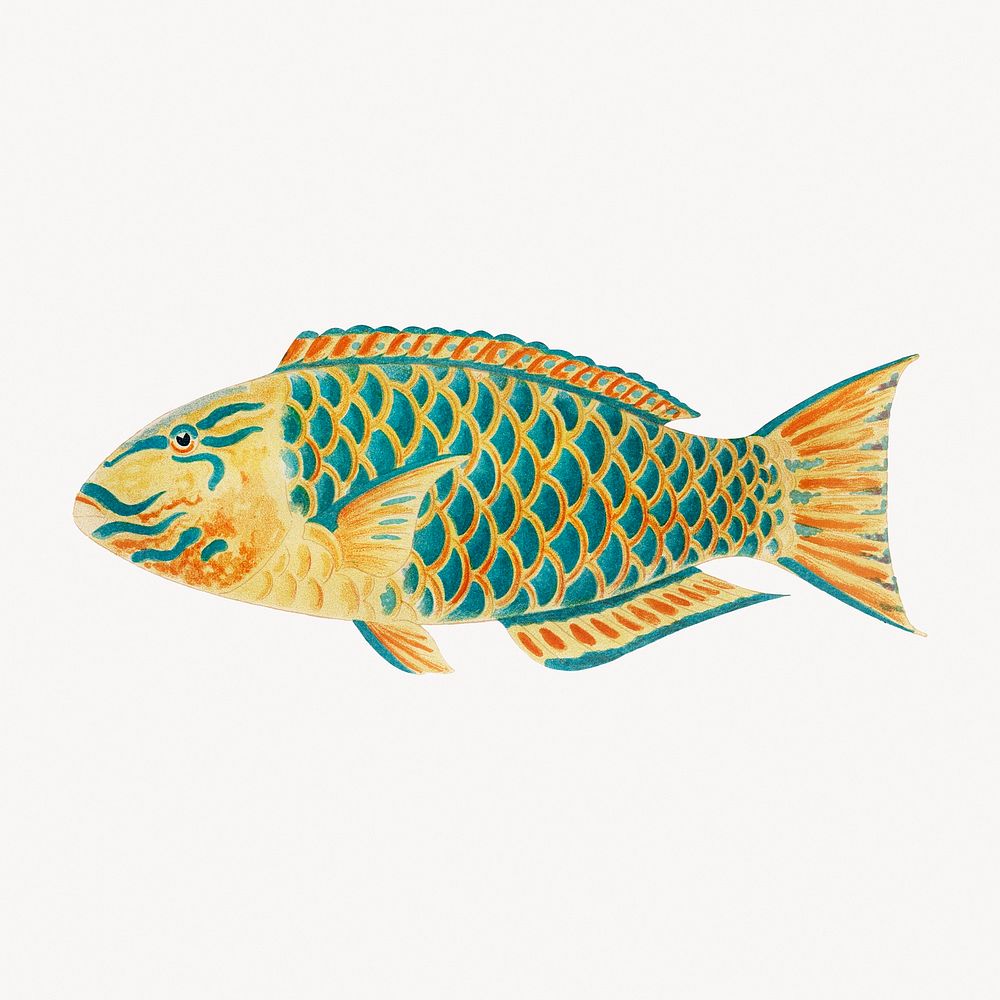 Fish, William Saville-Kent's vintage illustration