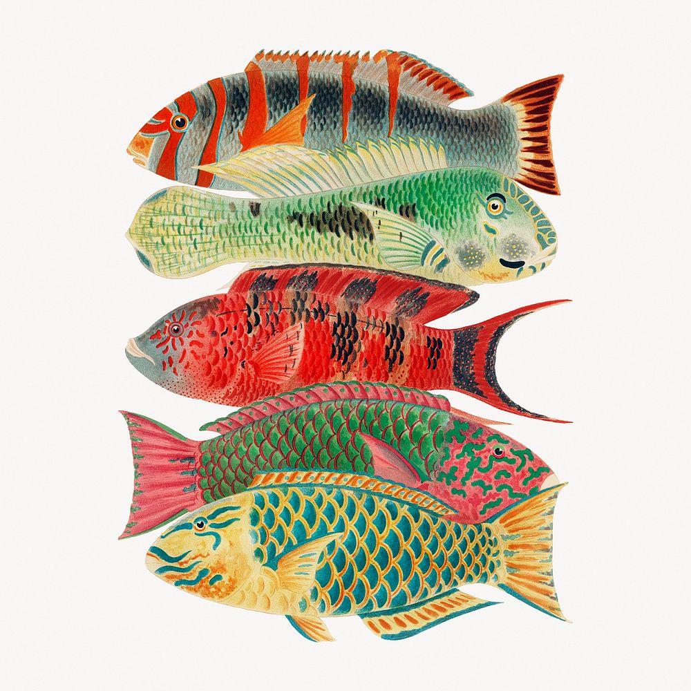 William Saville-Kent's fish, vintage illustration