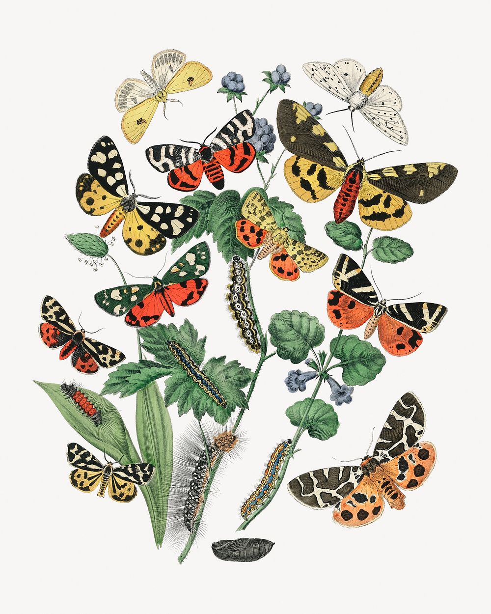 Butterflies collage element, vintage illustration psd