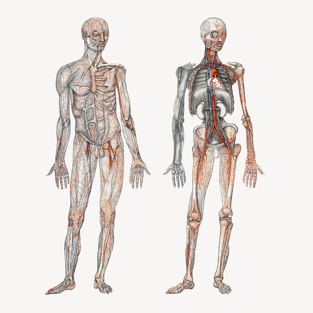 Human body collage element, hand drawn artwork psd