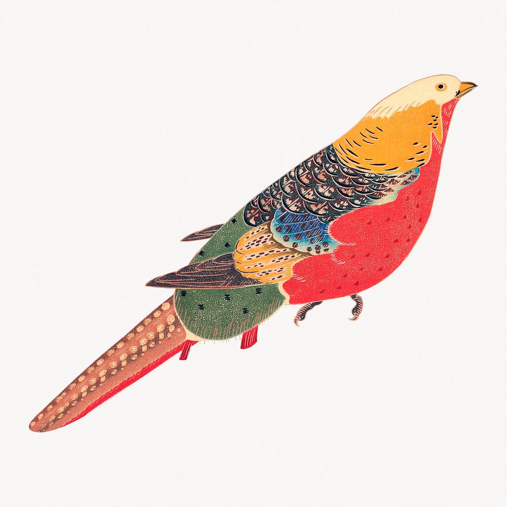 Golden Pheasant bird, to Jakuchu's vintage illustration