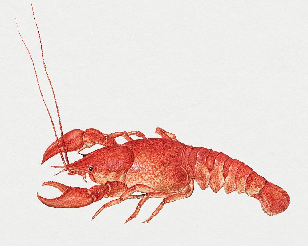 Vintage crayfish hand drawn freshwater lobster