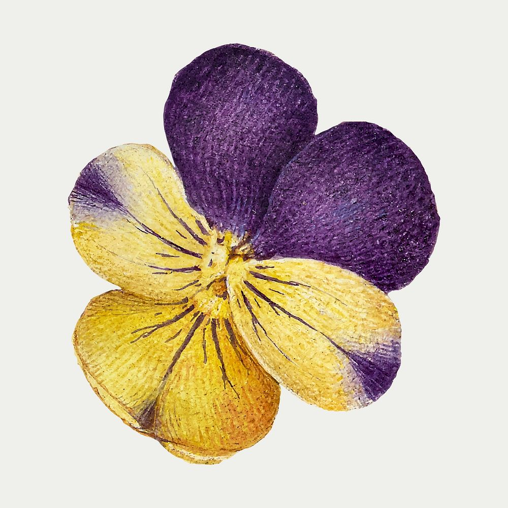 Wild pansy flower vector element hand drawn