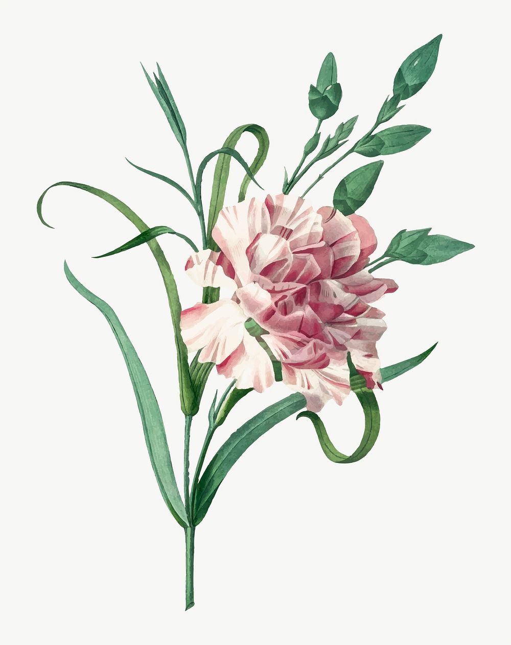 Botanical Carnation flower vector illustration, remixed from artworks by Pierre-Joseph Redout&eacute;